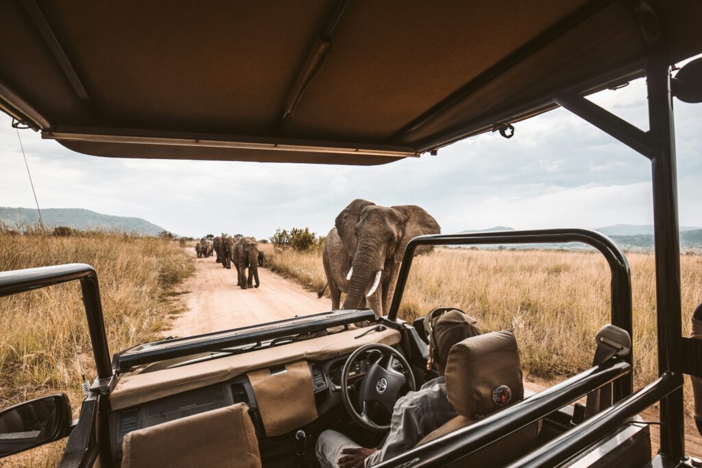 African Safari